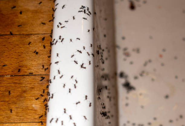 Best Spider Control Near Me  in Brookings, OR