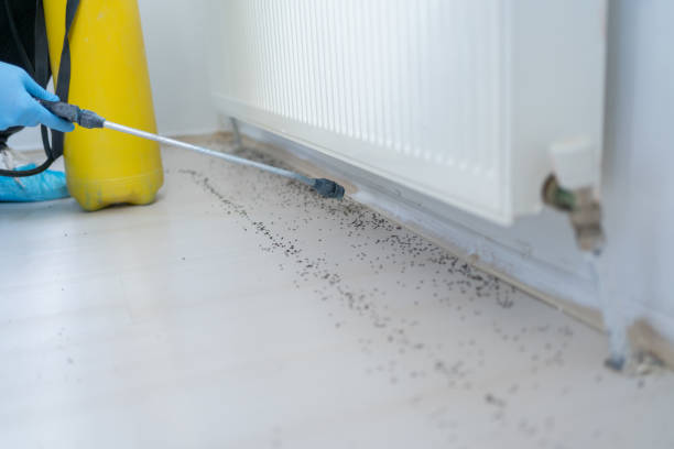 Best Local Pest Control Services  in Brookings, OR